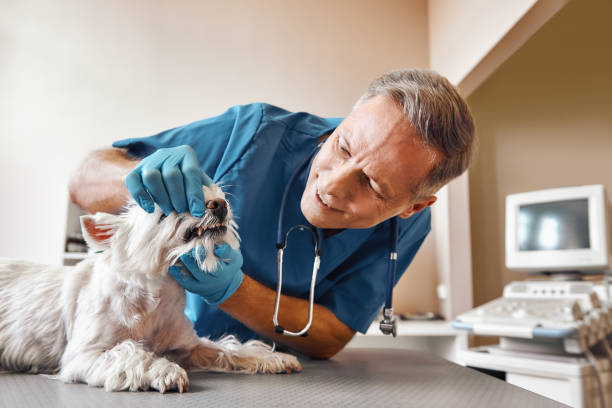 Best Pediatric Emergency Dentist in Gluckstadt, MS